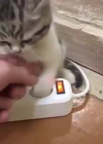 Surge Purrtector