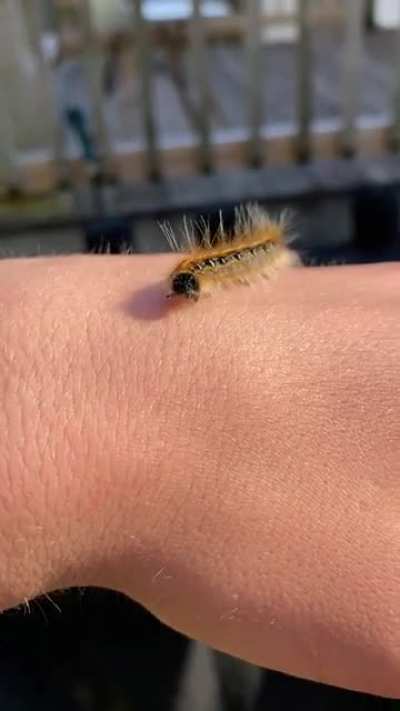 Just a catalpa worm :)