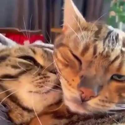 they're so in love