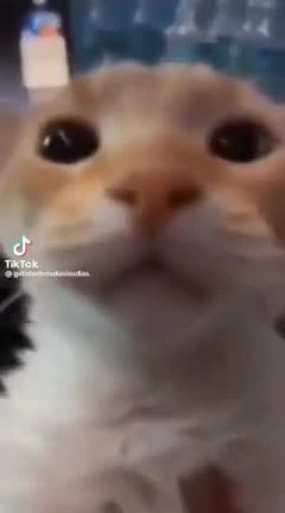 Kat