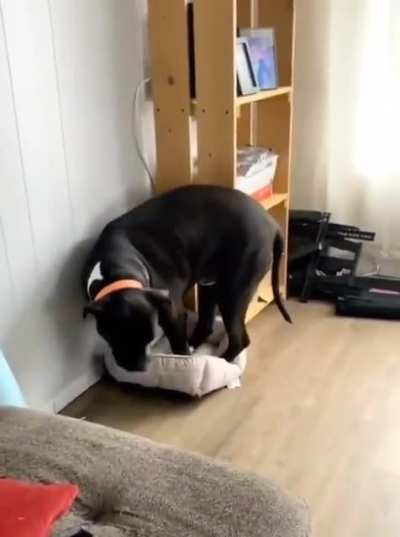 Standing in the kitty bed because kitty took mine