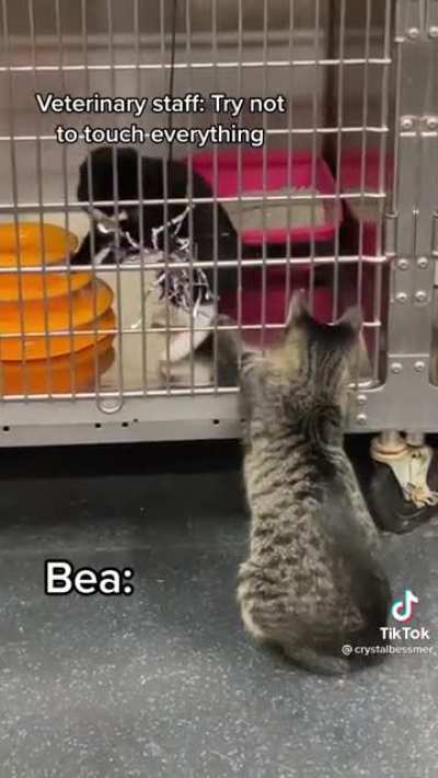 Curious Bea