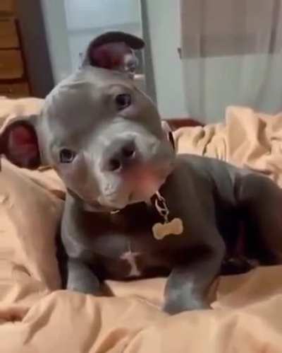 Head tilts