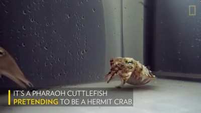 This hermit cr&mdash; errr I mean, cuttlefish.
