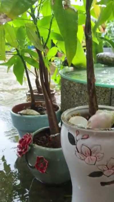 Morning rain.