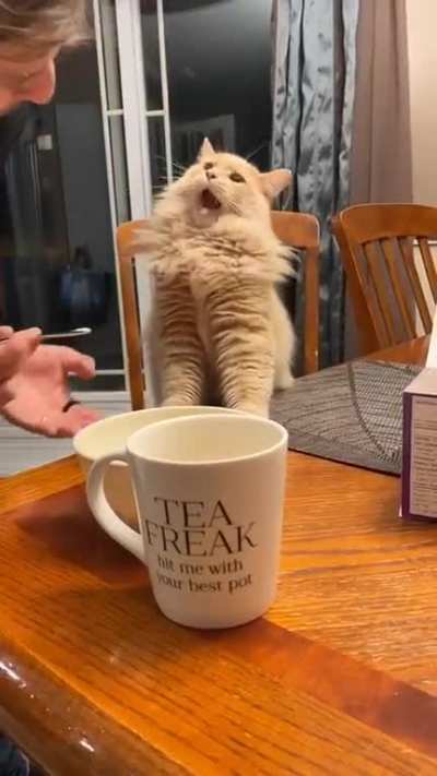 Cat tries ice cream
