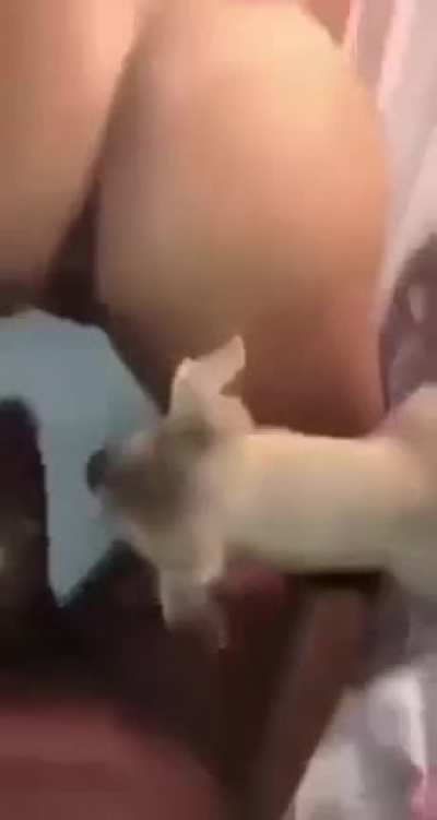 🐶