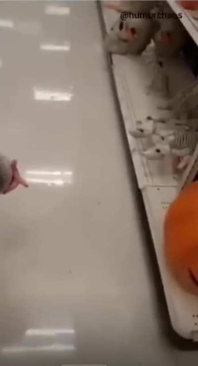 Puppies!!