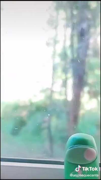 sus