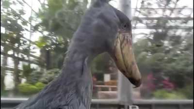 Shoebill Stork clattering it&rsquo;s beak