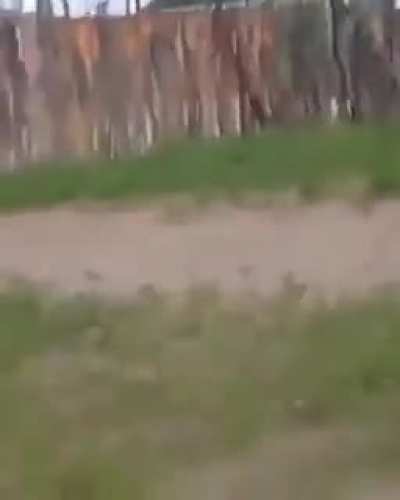 Mess with the ostrich and you&rsquo;ll get the stomps