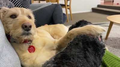 A dog&rsquo;s life