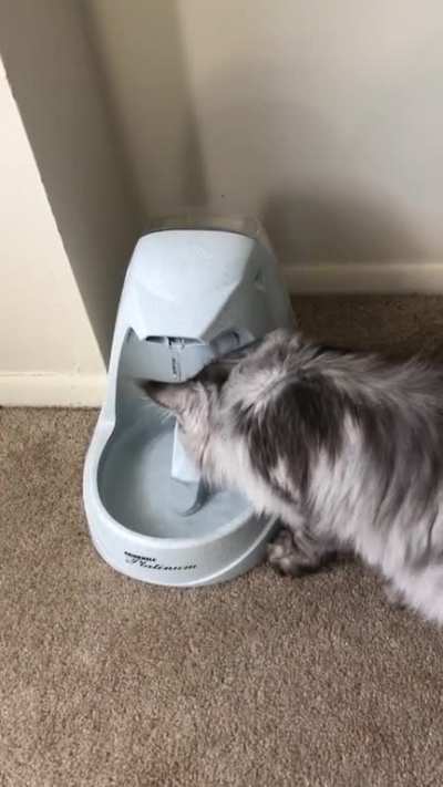 Anyone else&rsquo;s Maine Coon do this? I don&rsquo;t get it hahaha
