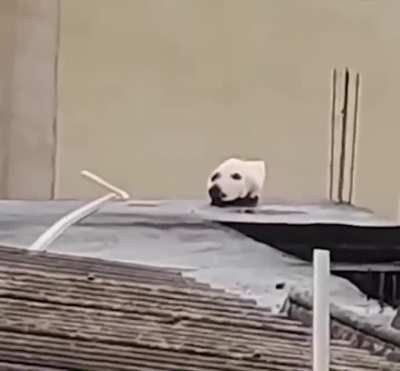 that ain&rsquo;t no dog