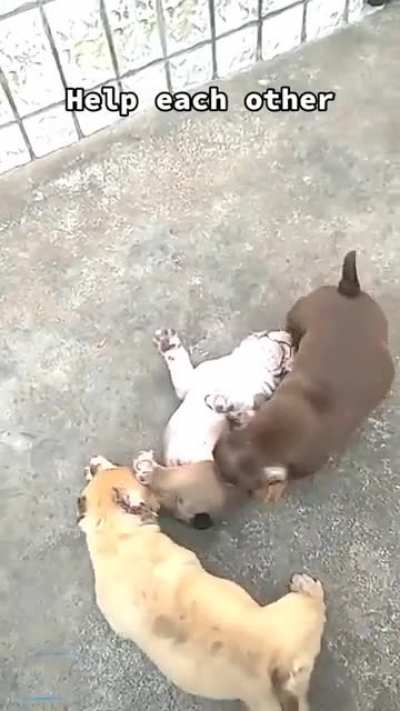 helping a sibling.