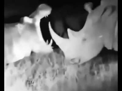 Hippo wake Rhino at night and using it&acirc;s horn as a teeth picker