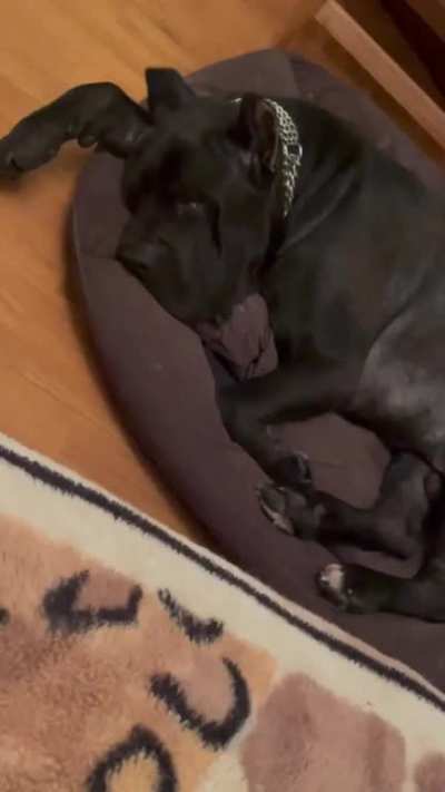 Thanks, I hate how the snoring of this dog sounds