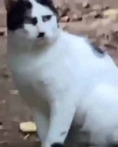 Kitty