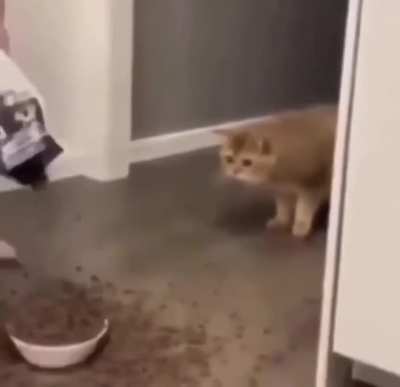 Cursed_cat