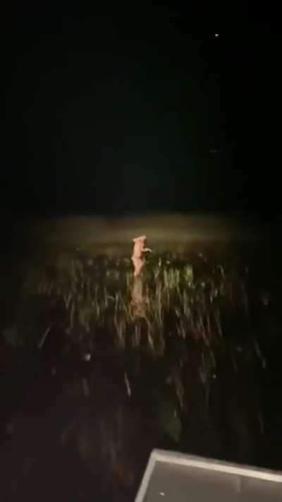 An underwear-clad man is caught eating cheesecake in the middle of the Florida Everglades.