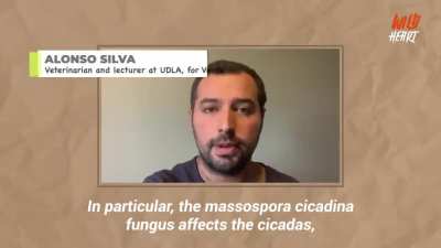 Zombie bugs, that are controlled by special kind of fungus