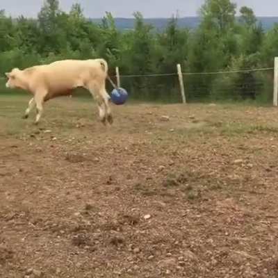Brian the Steer happy to play with his ball