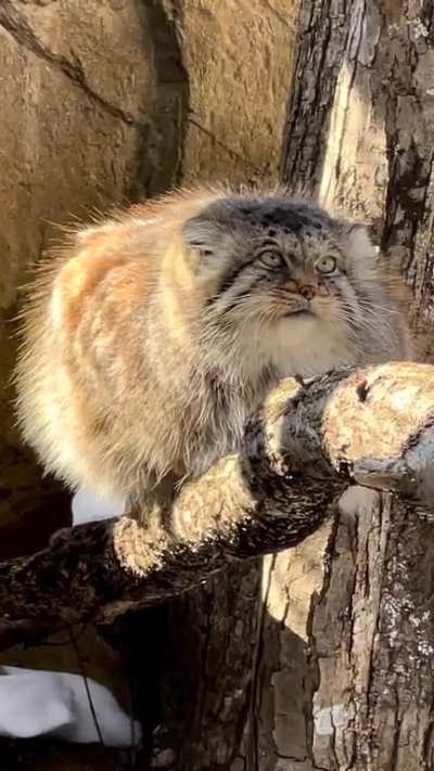 A floofy Pallas Cat