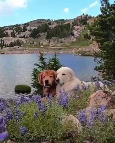 Perfect Couple