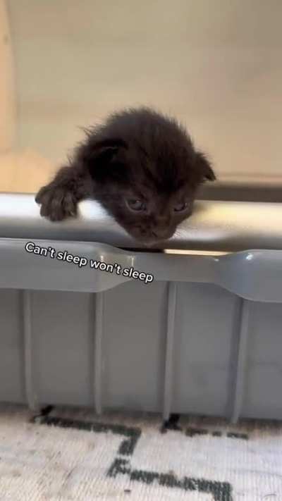 So many opinions! (TikTok: meganandtherescues)