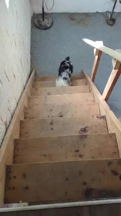 He can&rsquo;t quite figure out how to climb stairs