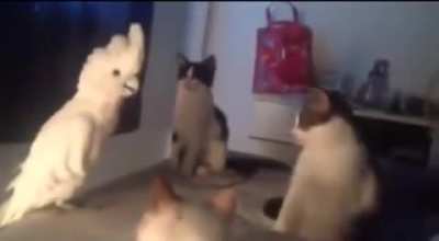 The Screams of the Damned