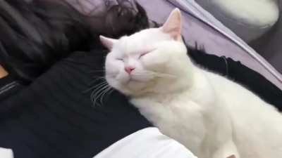 meowow