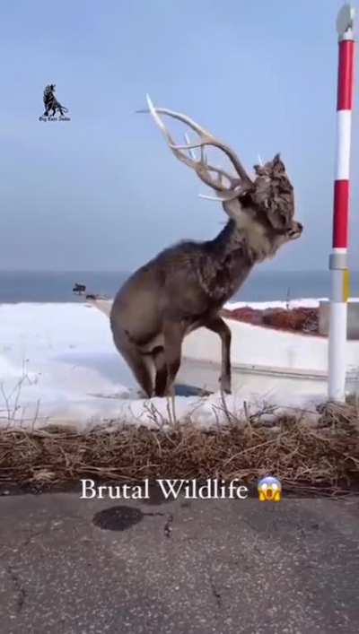 Deer carries around the head of it&rsquo;s opponent that got stuck on it&rsquo;s antlers