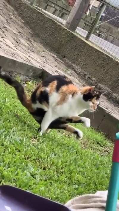 Calisthenics