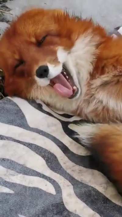 furry💤irl