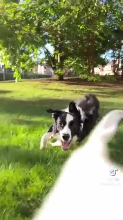 Dogs love this simple trick
