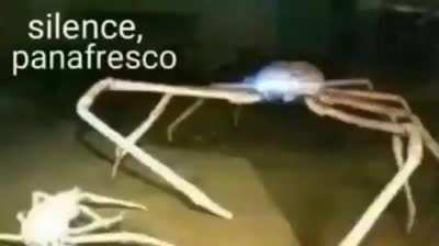 ded mim