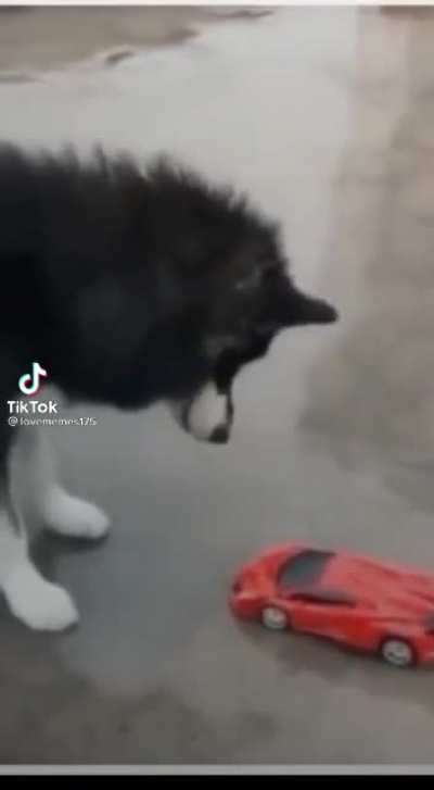 Dog scared of car