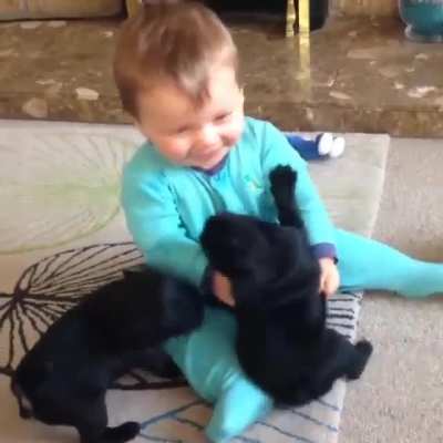 Dog attack
