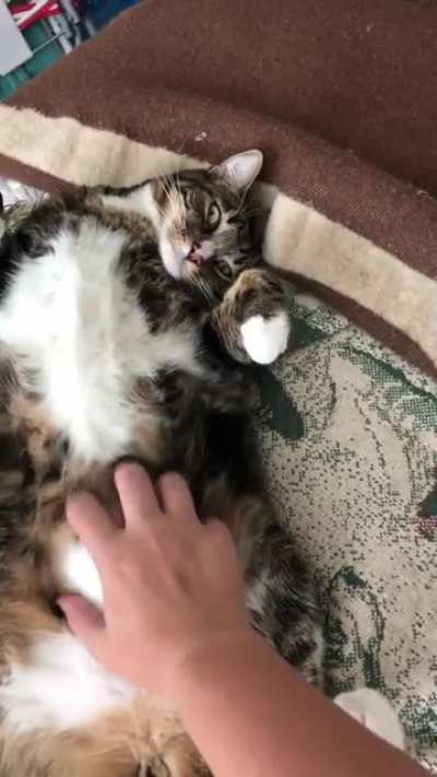 Chonky boy likes the belly scratches