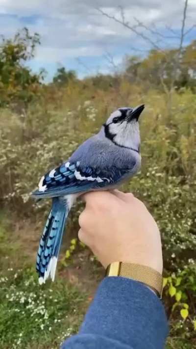 Colors on birds are important information