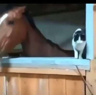 meowwie