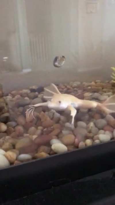 This is why I have to hand feed him