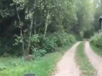 Raccoon