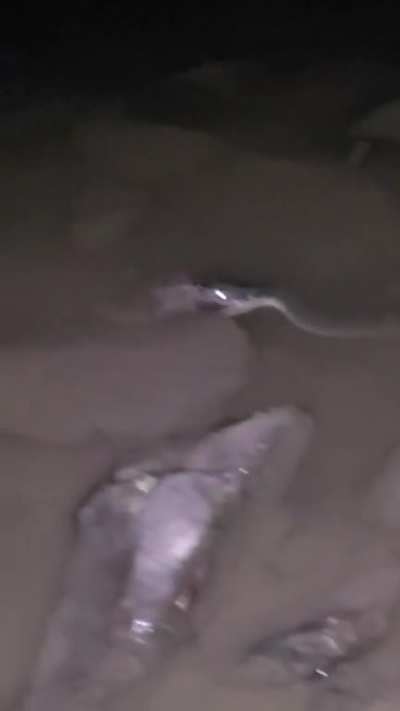 These northern water snakes are so hungry! She took it so kindly