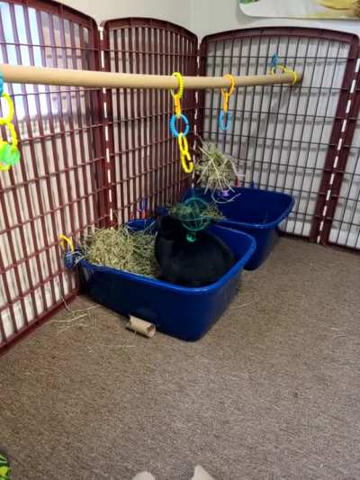 Teddy playing tetherball to let me know he likes his hay in the ball better than in the box