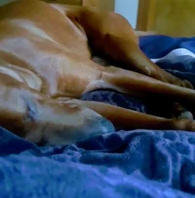 Mr. B had a very happy dream his first night home from vacation!