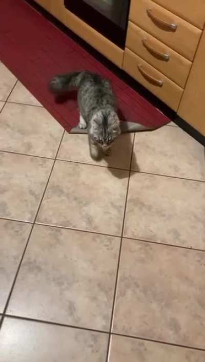 Here kitty kitty