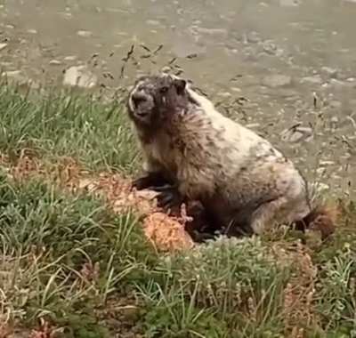 Marmot moment