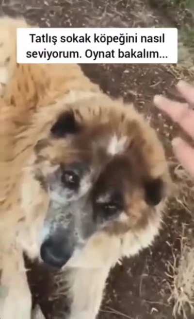 What a cute dog